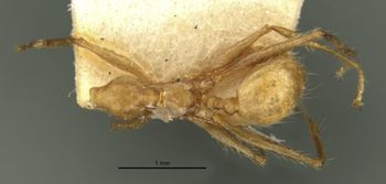 Media type: image;   Entomology 22822 Aspect: habitus dorsal view